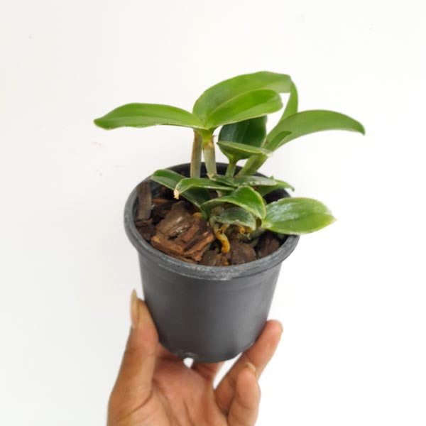 Cattleya Yuan Dung Python 'Passion Fruit' Orchid Plant- BS