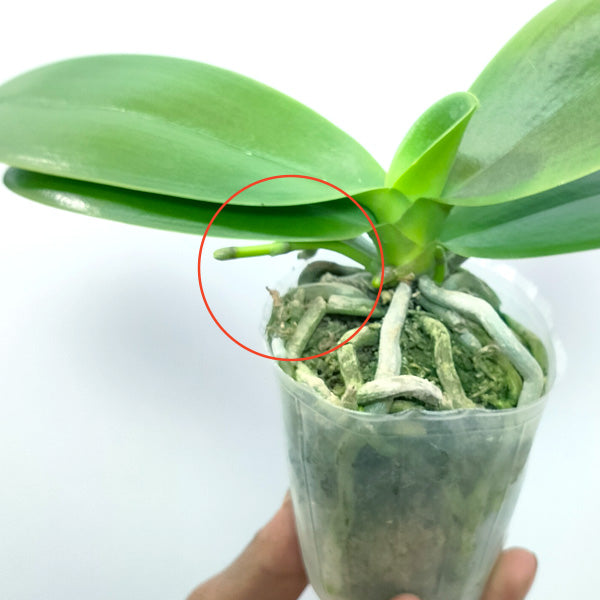 Phalaenopsis Red Peoker - FF - Buy Orchids Plants Online by Orchid-Tree.com