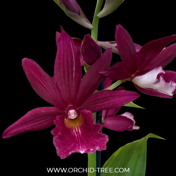 Phaiocalanthe Kryptonite x Calanthe Orchid Plant - BS