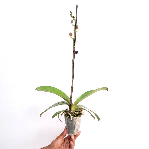 Phalaenopsis Sandstone - FF
