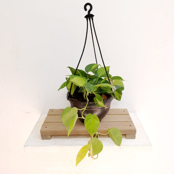 brazilian hanging plant Philodendron Brasil
