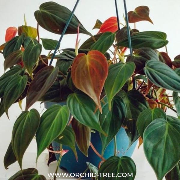 Philodendron Micans | Oxycardium black
