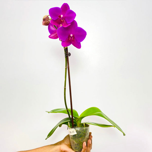 Phalaenopsis Pink Peonies - FF