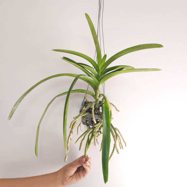 Vanda Pure's Wax Pink Orchid Plant - BS