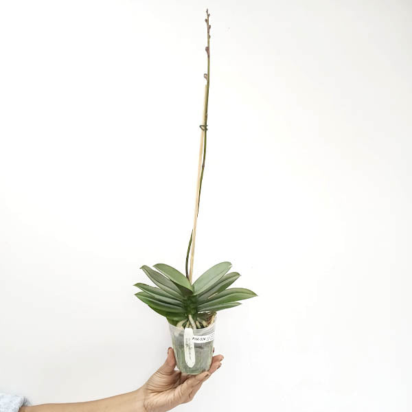 Phalaenopsis Purple Gem Miki Leopard Orchid Plant- FF