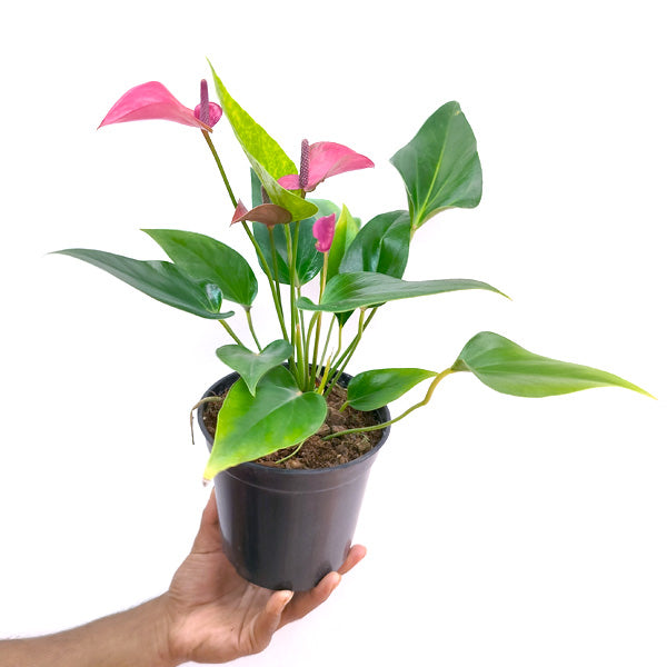 Anthurium Purple Fantasy - FF - Buy Orchids Plants Online by Orchid-Tree.com