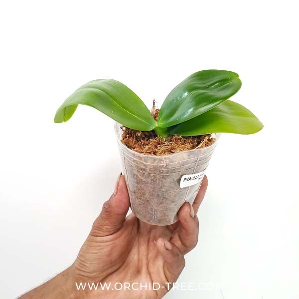 Phalaenopsis Vestar Queen Diamond Orchid Plant - MS