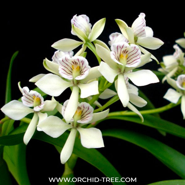 Encyclia radiata sp. Orchid Plant - BS