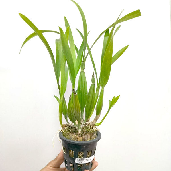 Encyclia radiata sp. - FF
