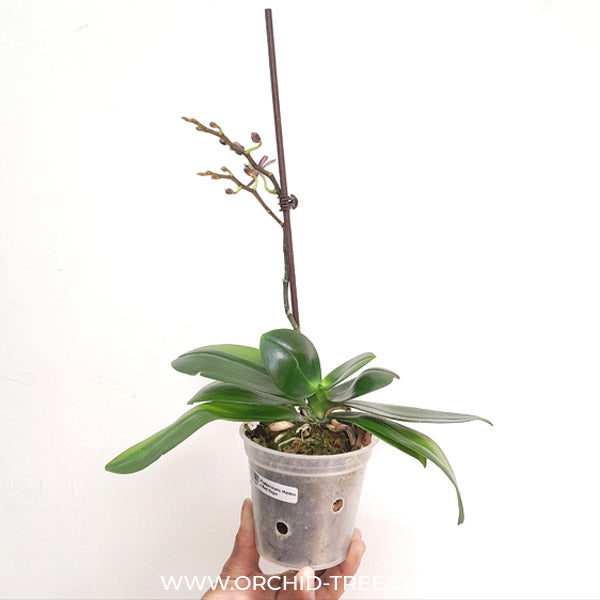 Phalaenopsis Maiden X Red Eagle - BS