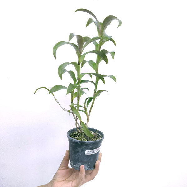 Epicattleya Rene Marques ' Flame Thrower' - BS