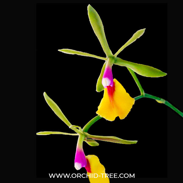 Epicattleya Rene Marques ' Flame Thrower' - BS