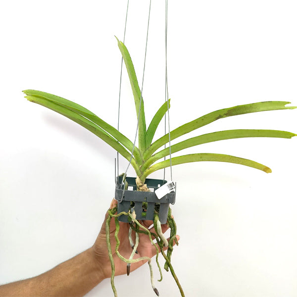 Rhynchostylis retusa Pink - BS