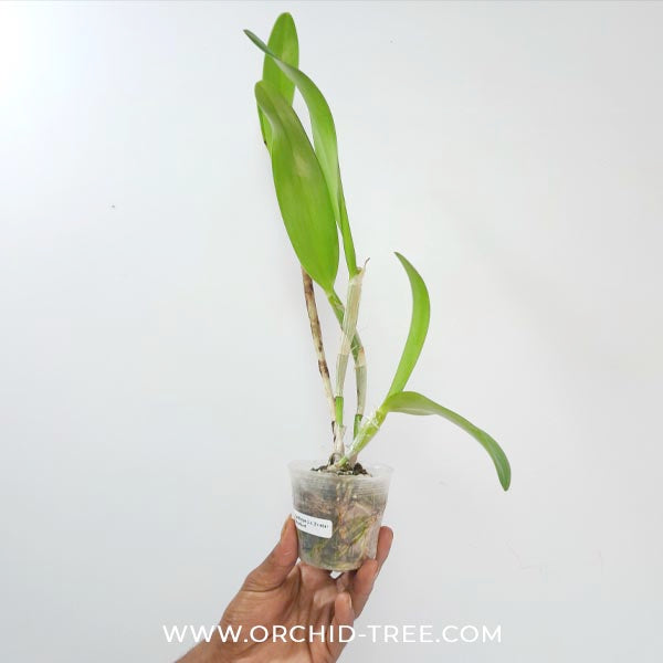 Cattleya (Lc.)Tristar Bouquet Orchid Plant - BS