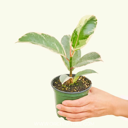 Rubber Plant Variegated