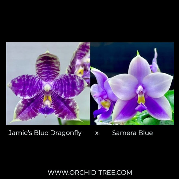 Phalaenpsis Jamie's Blue Dragonfly X Samera Orchid Plant - FF