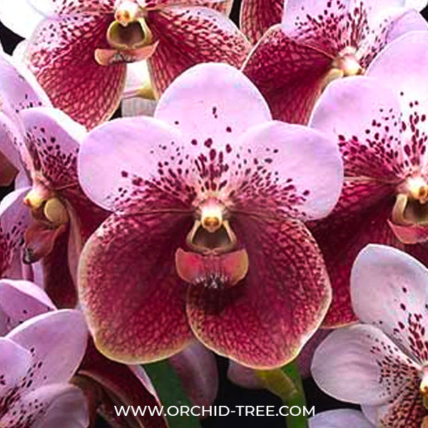 Vanda sanderiana sp. - BS