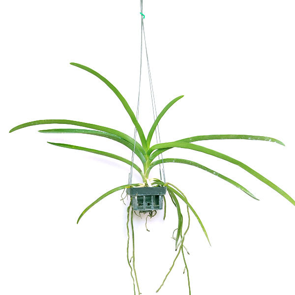 Vanda sanderiana sp. - BS
