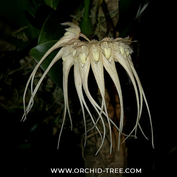 Bulbophyllum sanguineopunctatum sp. Orchid Plant - BS