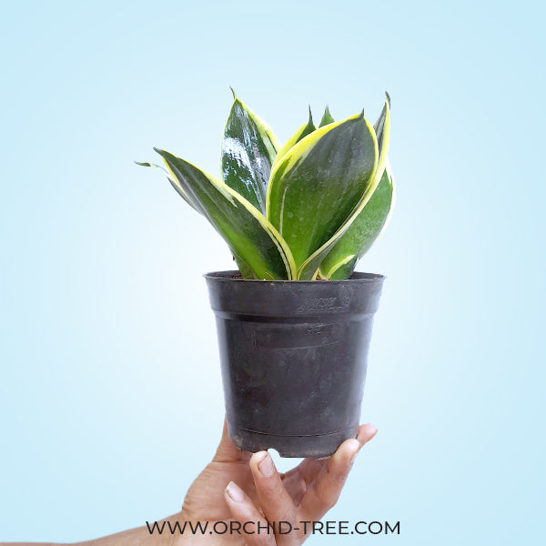 sansevieria short Sansevieria Dwarf – Orchid-Tree