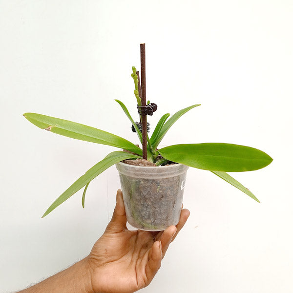 Phalaenopsis Tzu Chiang Sapphire (Peloric - 3 Lips) - FF