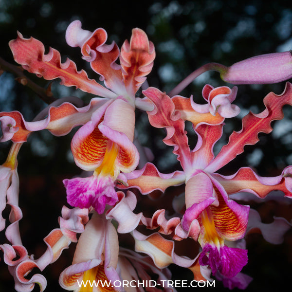 Cattleya (Schm.) tibicinis sp. - BS