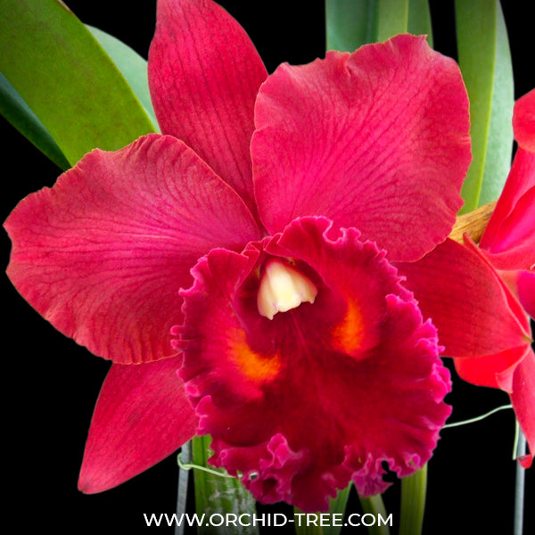 Cattleya Shinfong Lady - BS