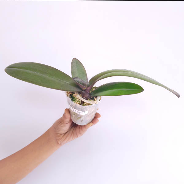 Phalaenopsis Shulong 20-30 Orchid Plant - FF