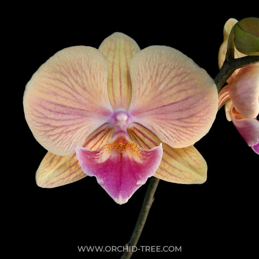 Phalaenopsis Shu Long Beauty 'TS3058' Orchid Plant - FF
