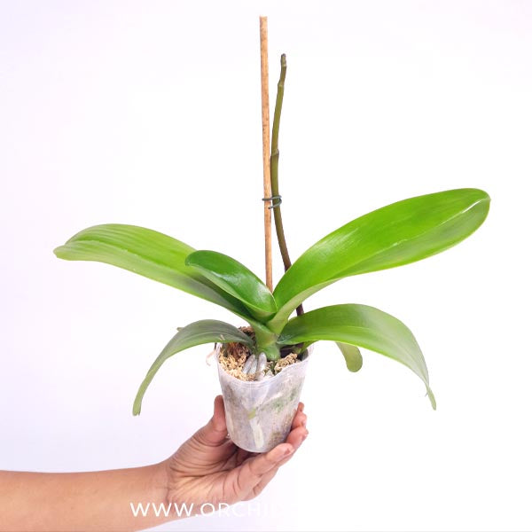 Phalaenopsis Shu Long Sweety Orchid Plant - FF