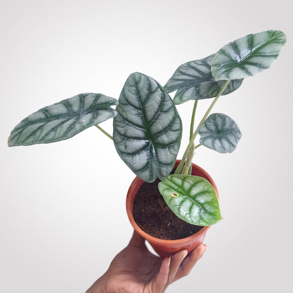 Alocasia Silver