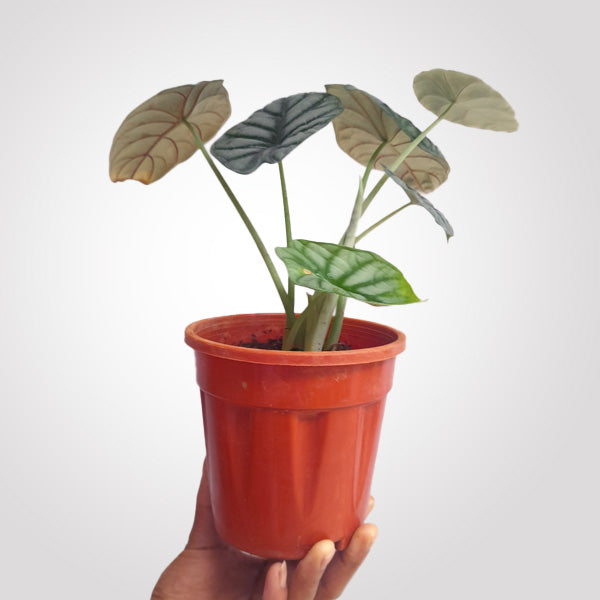 Alocasia Silver