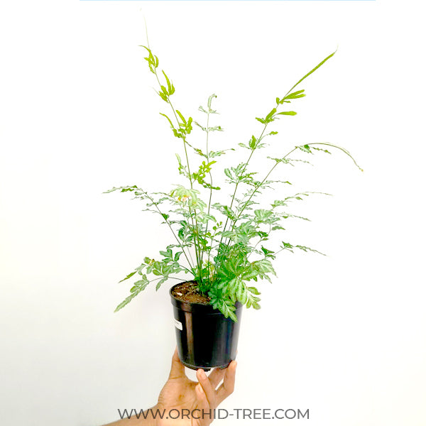 Brake Fern / Silver Lace Fern