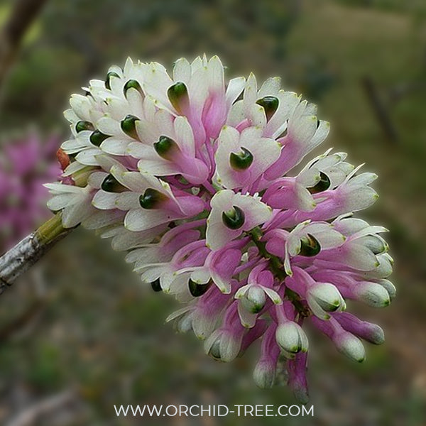 Dendrobium smillieae sp. Orchid Plant - BS