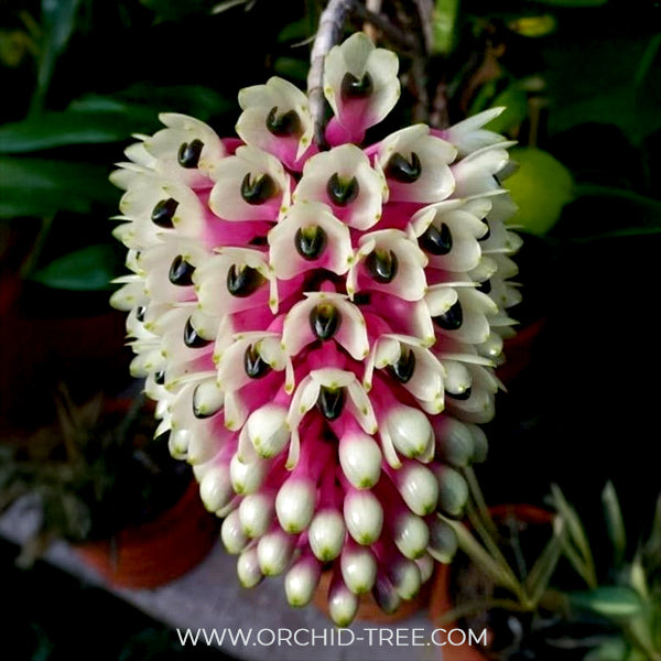 Dendrobium smillieae sp. Orchid Plant - BS