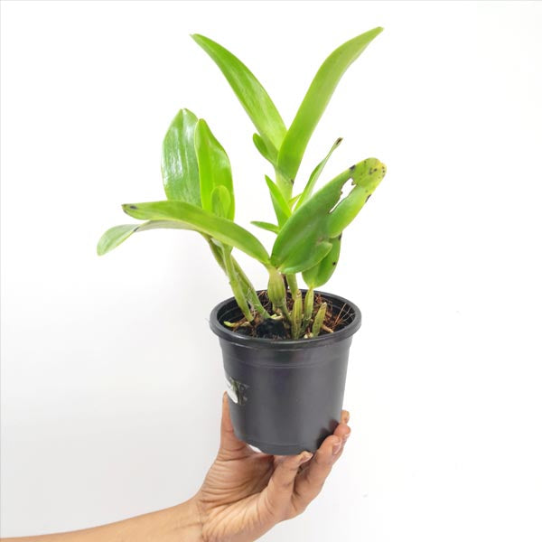 Cattleya skinneri var. coerulea sp. - BS