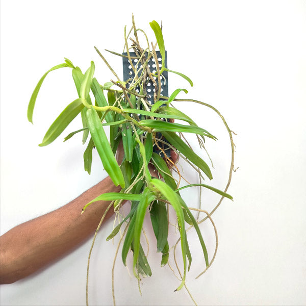 Smitinandia micrantha sp. - BS
