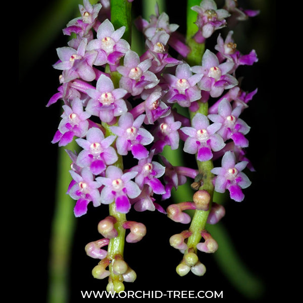 Smitinandia micrantha sp. - BS