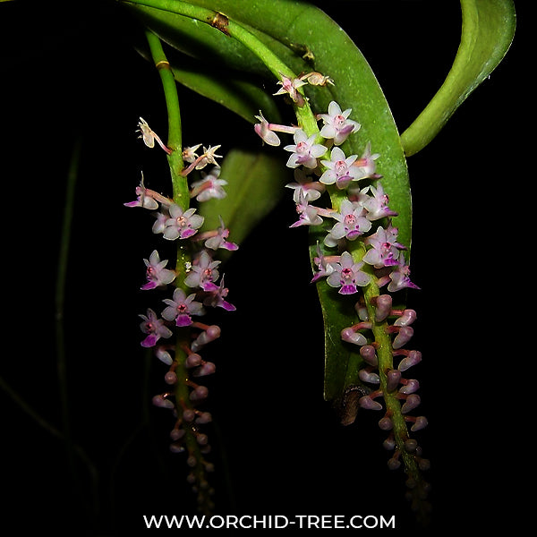 Smitinandia micrantha sp. - BS