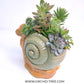 Snail Succulent Arrangement