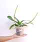 Phalaenopsis Sogo Watch Orchid Plant - BS