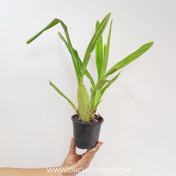 Oncidium sphacelatum sp. Orchid Plant - BS