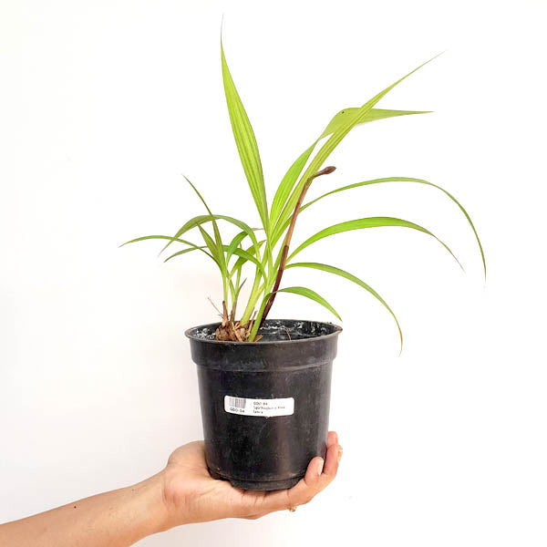 Spathoglottis Fancy Peach/ Yellow - FF