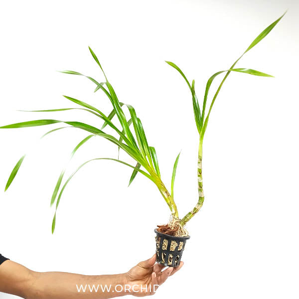 Grammatophyllum speciosum sp. Orchid plant - BS