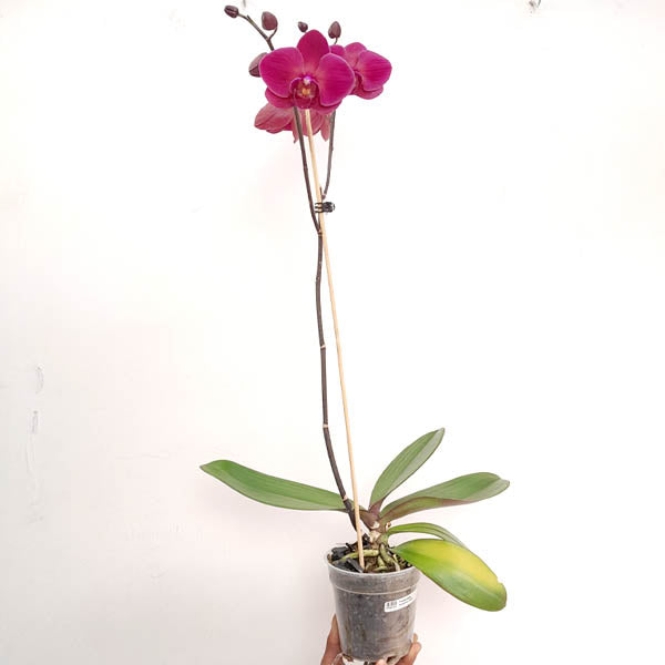 Phalaenopsis Sunshine Coast - FF