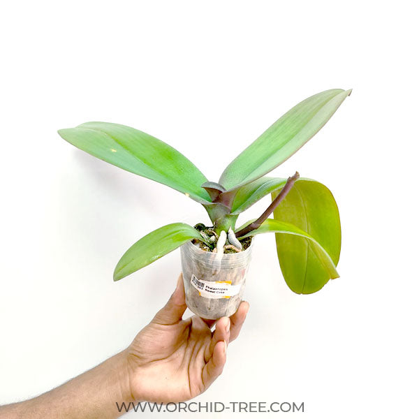Phalaenopsis Sweet Coke - BS
