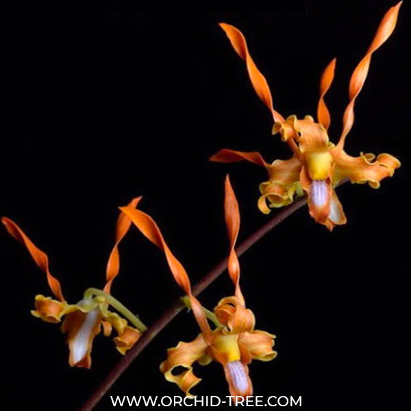 Dendrobium tangerinum sp. Orchid Plant - BS