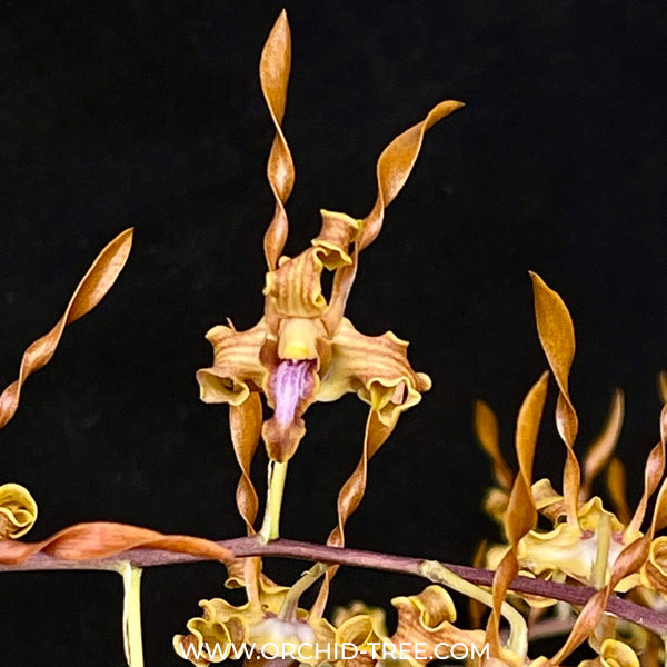 Dendrobium tangerinum sp. Orchid Plant - BS
