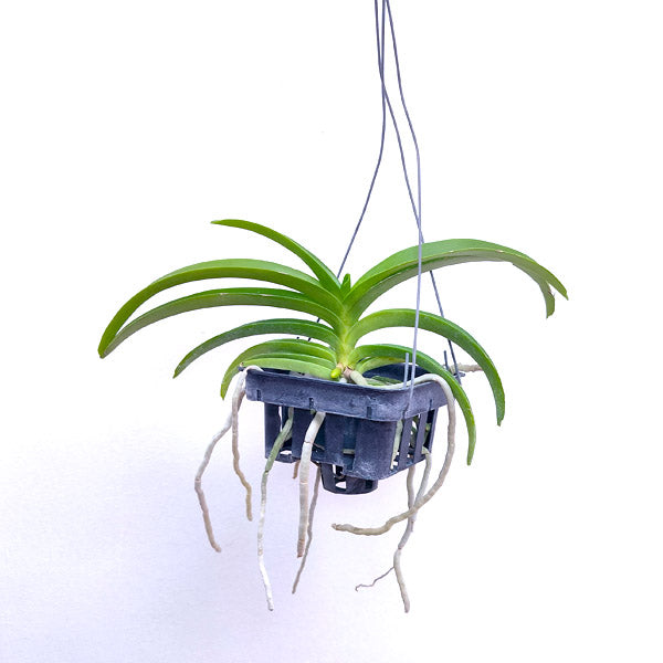 Vanda tessellata var. alba sp. - BS