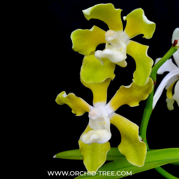 Vanda tessellata var. alba sp. - BS